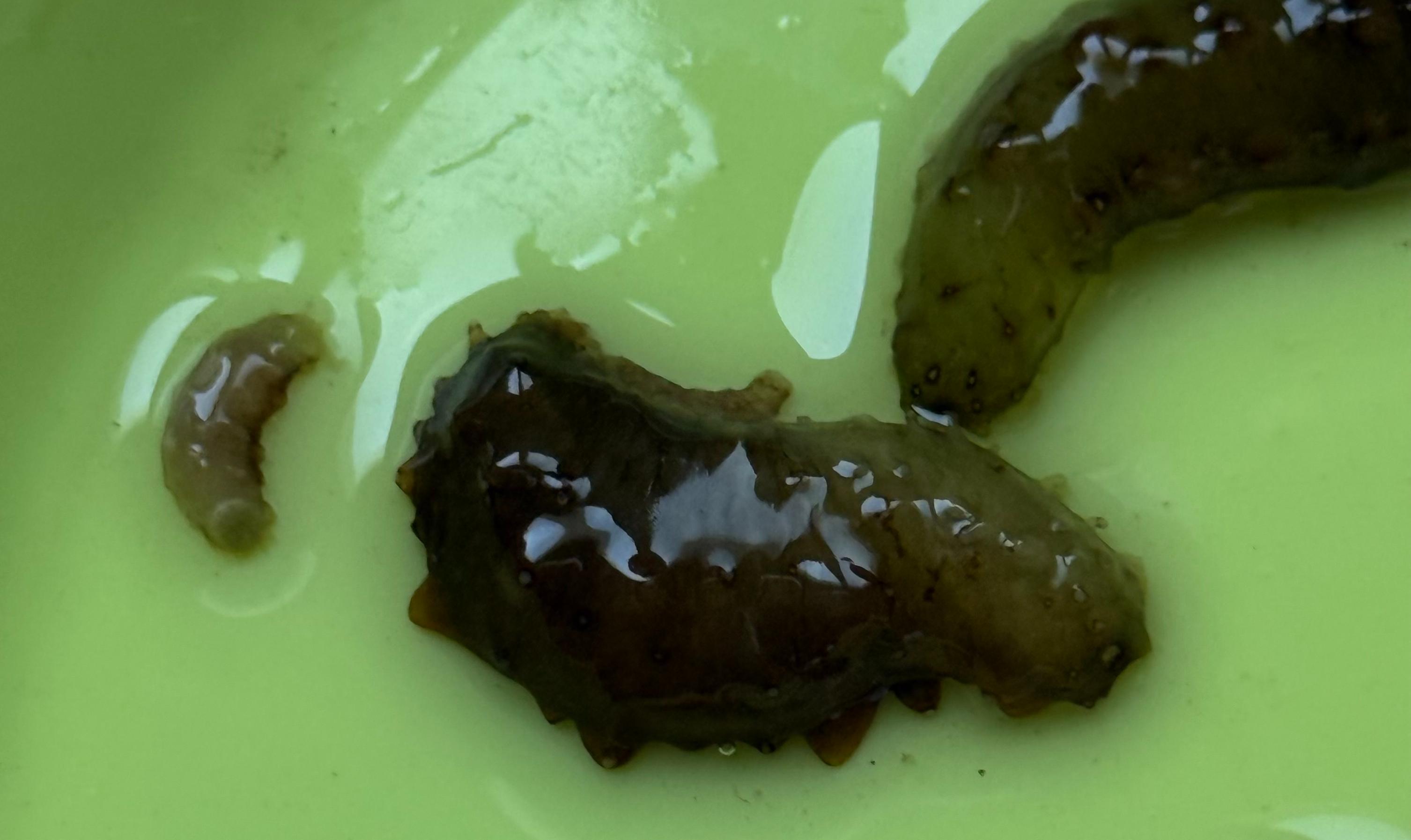 Более 700 тысяч молоди дальневосточного трепанга выпущено в заливе Анива