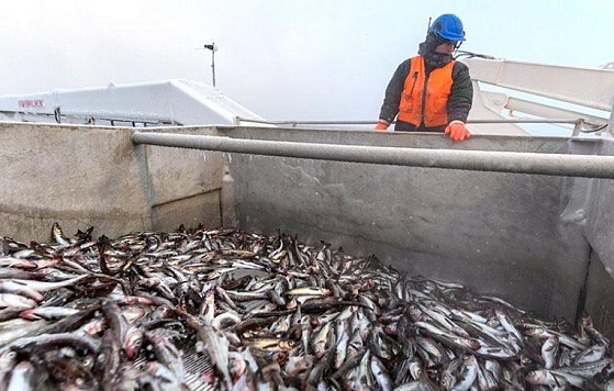 Российский промысел 2025: планка 4 млн тн. преодолена 