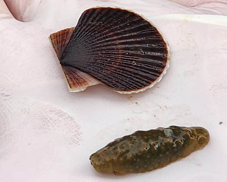 Пастбищная аквакультура: результаты выпуска молоди в 2025 году