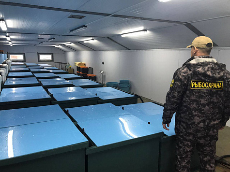 На рыбоводных заводах Сахалинской области проводится инвентаризация икры тихоокеанских лососей 