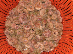 Освоение морского ежа палевого в подзоне Приморье в 2026 году