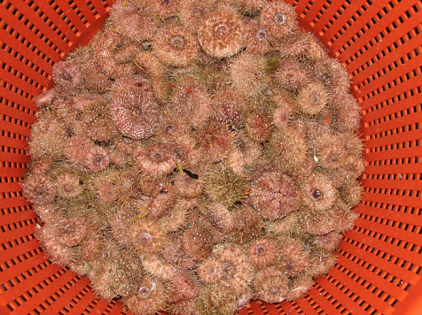 Освоение морского ежа палевого в подзоне Приморье в 2026 году