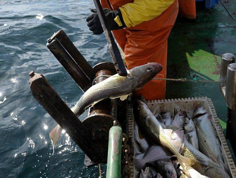 Общероссийский вылов приблизился к 4,4 млн тонн