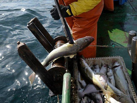 Общероссийский вылов приблизился к 4,4 млн тонн