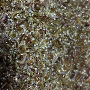 Более 700 тысяч молоди дальневосточного трепанга выпущено в заливе Анива