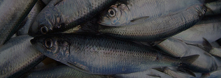 Рекомендации специалистов ВНИРО по эффективному освоению ресурсов гижигинско-камчатской сельди в путину 2026 г.