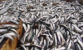 Промысел мойвы на Сахалине