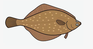 Освоение камбал дальневосточных в Южно-Курильской зоне в 2025 году