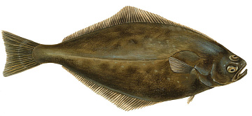 Освоение палтуса белокорого в Южно-Курильской зоне в 2025 году