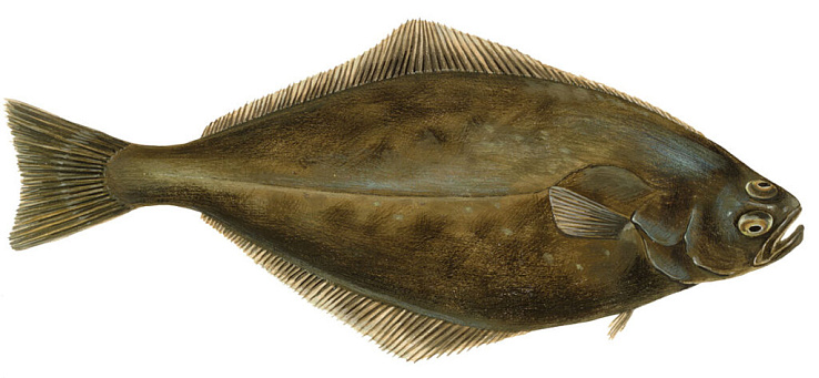 Освоение палтуса белокорого в Южно-Курильской зоне в 2025 году